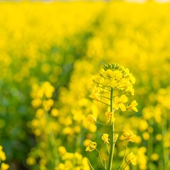 Obraz premium Vibrant yellow canola field