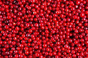 Fresh juicy lingonberries close-up. Natural food background.