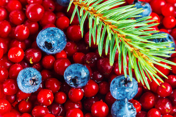 Ripe shiny lingonberries and blueberries with spruce branch. Healthy eating concept.