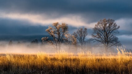 Fototapeta premium Golden light meadow sunrise