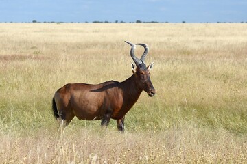 Rote Kuhantilope (Alcelaphus caama) im Etoscha Nationalpark