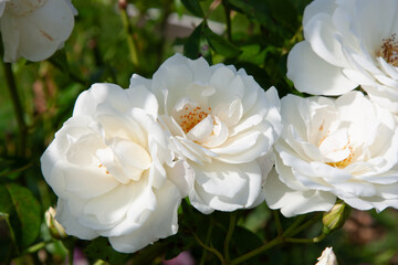 White flower. Cream rose flower close-up. White tea roses with a golden heart and soft shadows. A...