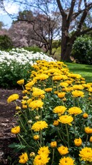 Vibrant yellow flowers in a garden bed, bordered by white flowers and trees