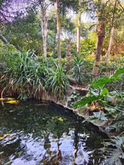 Tropical garden