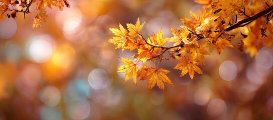 Autumn Maple Leaves in Soft Focus