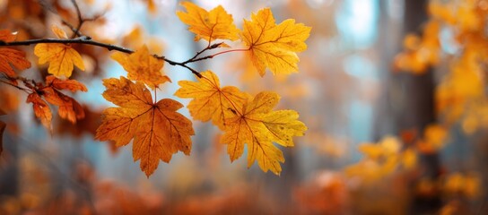 Autumn leaves on a branch, soft focus