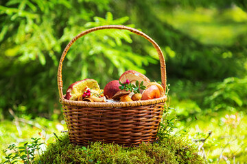 Wicker basket full of edible mushrooms in sunny forest. Mushroom picking.