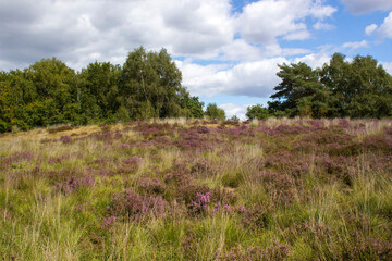 Heathland in National Park Maasduinen in the Netherlands