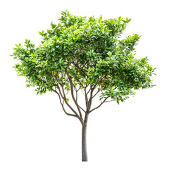 Small Tree with Green Leaves Isolated on White Background