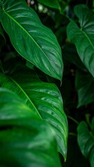 Close-up of lush green tropical leaves