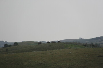 Obraz premium In My Travels on the Prairies and Abandoned Beauty