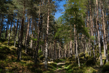 Hiking path through the forest of Cambus o'May in Scotland