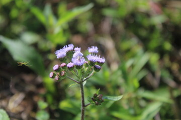 Ageratum  chick weed   goatweed   whiteweed   mentrasto