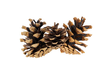 christmas pine cones isolated on white or transparent png