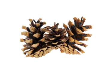 christmas pine cones isolated on white or transparent png