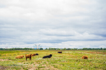 Highland cattle resting on sandy pasture under cloudy sky in countryside field