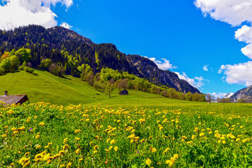 Weisstannen im Weisstannental, Mels, Kanton St. Gallen © Ilhan Balta