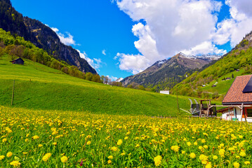 Weisstannen im Weisstannental, Mels, Kanton St. Gallen © Ilhan Balta