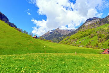 Weisstannen im Weisstannental, Mels, Kanton St. Gallen © Ilhan Balta