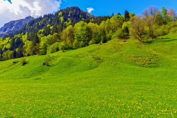 Weisstannen im Weisstannental, Mels, Kanton St. Gallen