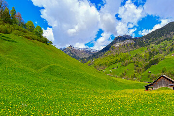 Weisstannen im Weisstannental, Mels, Kanton St. Gallen © Ilhan Balta