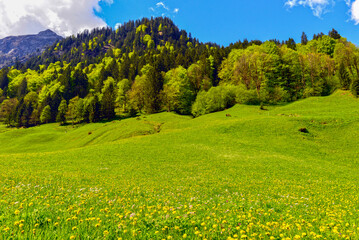 Weisstannen im Weisstannental, Mels, Kanton St. Gallen © Ilhan Balta