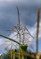 Naklejka premium A stalk of corn with a green leaf on top