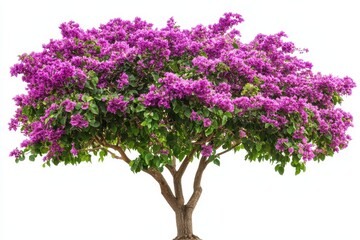 Fototapeta premium Full bougainvillea tree isolated against a crisp, white background. Use it for landscaping, summer, or nature-related project.