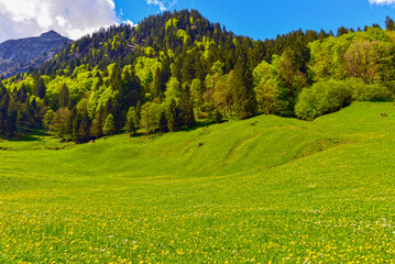 Weisstannen im Weisstannental, Mels, Kanton St. Gallen