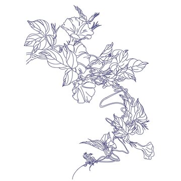 Ipomoea purga (morning glories).Eps 10. Vector illustration.