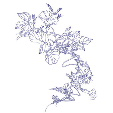 Ipomoea purga (morning glories).Eps 10. Vector illustration.