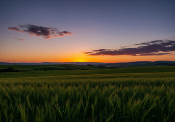Fototapeta premium Golden hour illuminates rolling green fields under a dramatic sunset sky with wispy clouds