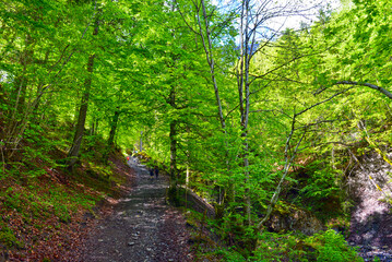 Wanderweg von Weisstannen im Weisstannental zur Wasserfallarena von Batöni, Mels, Kanton St. Gallen 