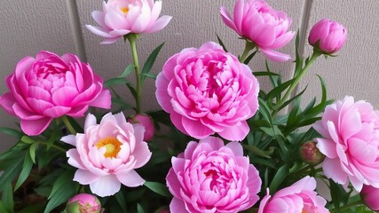 Fototapeta premium pink and white flowers garden vibes natural image 