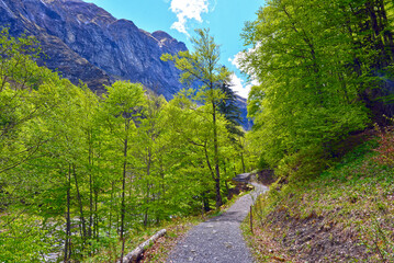 Obraz premium Wanderweg von Weisstannen im Weisstannental zur Wasserfallarena von Batöni, Mels, Kanton St. Gallen 