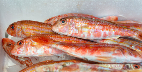 Fresh red mullet fish on ice market display