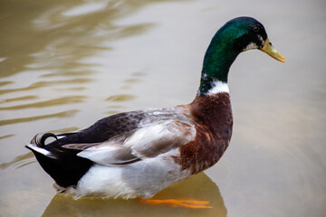 Close-up of a male mallard duck in calm water, showcasing its detailed feather patterns.
