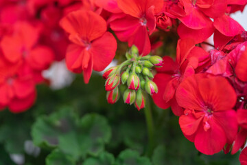 Geranium close up
