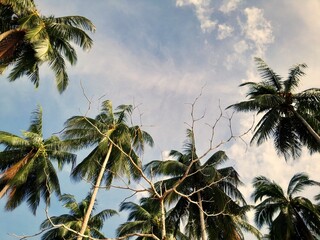 view of coconut trees and blue sky from below 