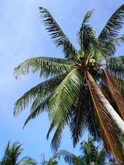 view of coconut trees and blue sky from below 