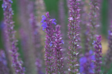 Flowers closeup in full bloom