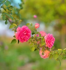 pink rose bush and beautiful flower with another plants