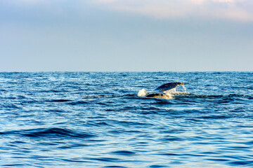 Whale fin emerging from the water during a dive in the waters of Ilhabela