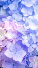 Close-up of pastel hydrangea blossoms