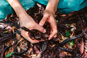 the hands of a man clutch a handful of carob pods