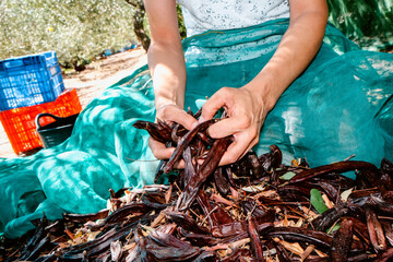 a farmer gathers carob pods while sitting on nets
