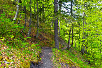 Wanderweg von der Wasserfallarena Batöni nach Weisstannen im Weisstannental , Mels, Kanton St. Gallen