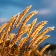 Fototapeta premium Golden ornamental grasses sway gently in the warm evening light against a vibrant blue sky.