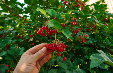 A hand reaches for a cluster of ripe red berries viburnum on a bush, set in a lush garden under the...