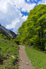 Fototapeta premium Wanderweg von der Wasserfallarena von Batöni nach Weisstannen im Weisstannental , Mels, Kanton St. Gallen